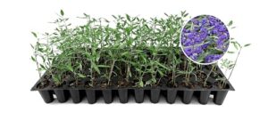 Caryopteris Dark Knight Plants | B0F9H4K7YK