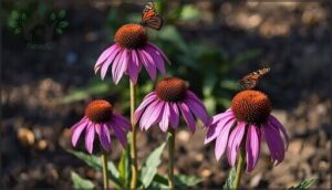 coneflower (echinacea) coneflower (echinacea)