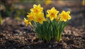 daffodils: classic trumpet-shaped blooms daffodils: classic trumpet-shaped blooms