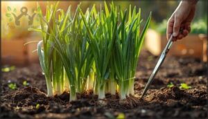 green onions – continuous harvests green onions – continuous harvests