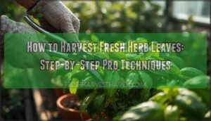 harvesting fresh herb leaves