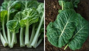 identifying mature vs. baby leaves identifying mature vs. baby leaves