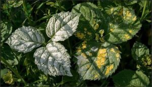 identifying powdery and downy mildew identifying powdery and downy mildew