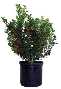 Ilex X meserveae 'Berryific' (Holly) B06XQFDW17