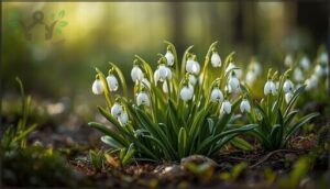 leucojum aestivum leucojum aestivum