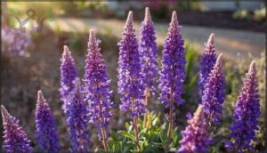 may night salvia (salvia nemorosa) may night salvia (salvia nemorosa)