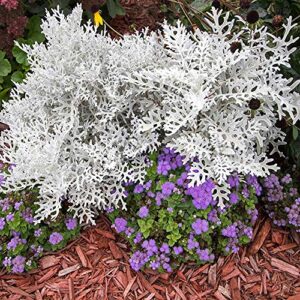 Outsidepride Dusty Miller Flower Seeds B004HQJOSC