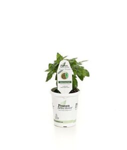 Proven Selections Dolce Fresca Basil, B06XDLCVWW