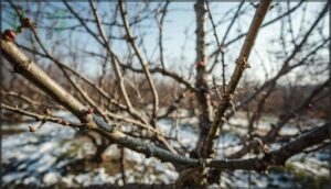 pruning for air circulation and sunlight pruning for air circulation and sunlight