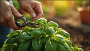 pruning techniques to prevent basil flowering pruning techniques to prevent basil flowering