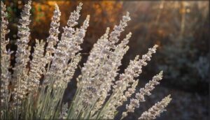 russian sage russian sage