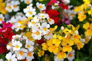 Seeds Nemesia Galaxy Seed Mix B0DRZDZ6M8