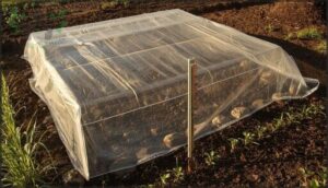 soil solarization and thermal control soil solarization and thermal control