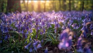 spanish bluebells spanish bluebells