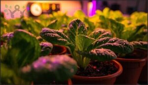 spinach ‘bloomsdale’ spinach ‘bloomsdale’