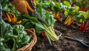 tools and techniques for harvesting chard tools and techniques for harvesting chard