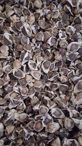 1 oz (Apx 100) Moringa B00EKF1VD6