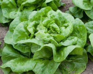 2,000+ Buttercrunch Heirloom Lettuce Seeds B00GWVAWU4