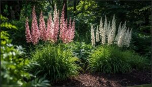 astilbe – feather-like blooms astilbe – feather-like blooms