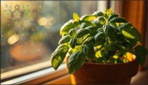 basil – light and care needs basil – light and care needs