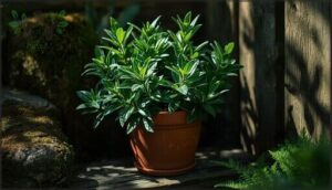 bay laurel—shade-tolerant in containers bay laurel—shade-tolerant in containers