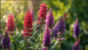 beebalm (monarda) beebalm (monarda)