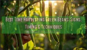 best time harvesting green beans best time harvesting green beans