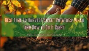 best time to harvest sweet potatoes best time to harvest sweet potatoes