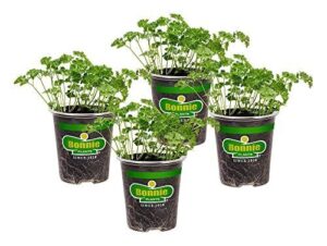 Bonnie Plants Curled Parsley Live B07B7B3MZR