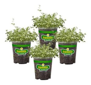 Bonnie Plants English Thyme 19.3 B08Z7DY2TW