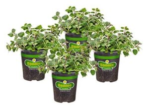 Bonnie Plants Greek Oregano Live B07B7BHCZW