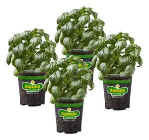 Bonnie Plants Sweet Basil Live B07B78FJFC