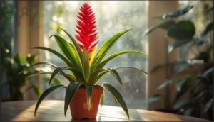 bromeliads bromeliads