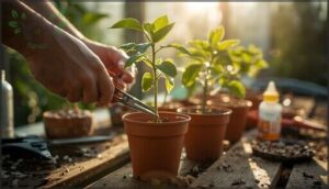 caring for young fruit tree seedlings caring for young fruit tree seedlings