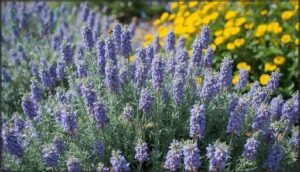 catmint (nepeta) catmint (nepeta)