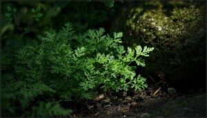 chervil—perfect for deep shade chervil—perfect for deep shade