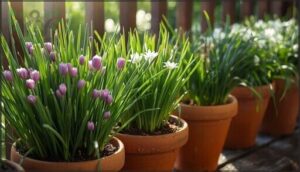 chives (common and garlic chives) chives (common and garlic chives)