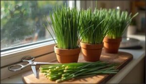 chives – space-saving and harvesting chives – space-saving and harvesting