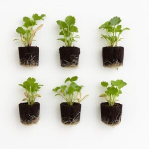 Cilantro Seedlings: Ready to Plant, Starts, Starters, B0FRKCGJ1Q