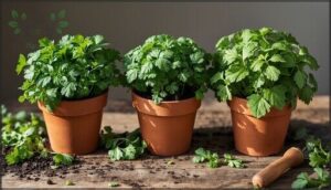 cilantro (standard, confetti, and lemon coriander) cilantro (standard, confetti, and lemon coriander)