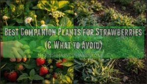 companion plants for strawberry garden companion plants for strawberry garden