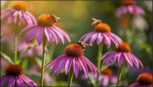 coneflower (echinacea) coneflower (echinacea)