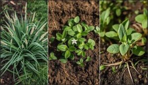 crabgrass, chickweed, and purslane crabgrass, chickweed, and purslane