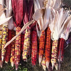 David's Garden Seeds Corn Dent B07DM89NWN