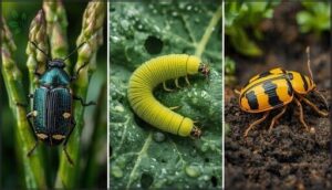 detecting asparagus beetle, cabbage worm, potato beetle detecting asparagus beetle, cabbage worm, potato beetle