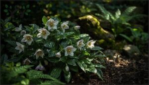 hellebores – evergreen color hellebores – evergreen color