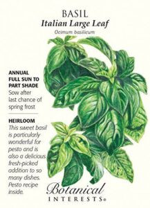 Italian Large Leaf Basil Seeds B01MYTV0L9