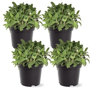 Live Aromatic and Edible Herb B07PPD797B