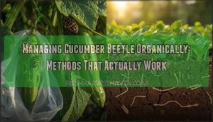 managing cucumber beetle organically managing cucumber beetle organically