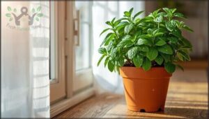 mint – potting and growth habits mint – potting and growth habits